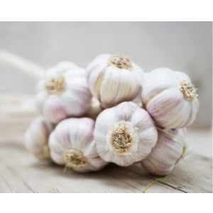 best food for male fertility