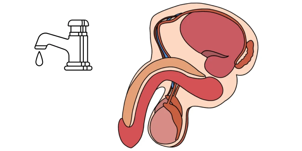 ED after Ejaculation